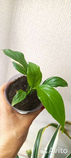 Спатифиллум Пикассо