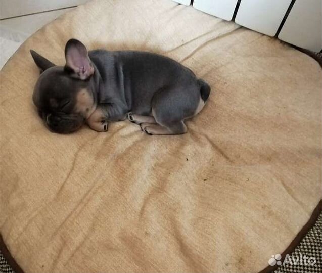 Французский бульдог