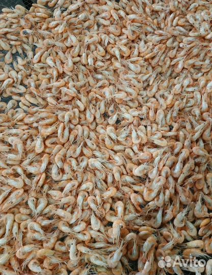 Креветка черноморская