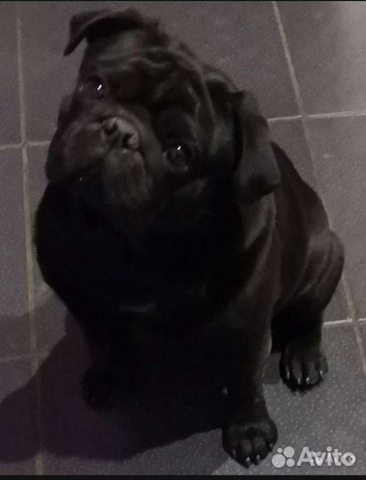 Мопс для вязки