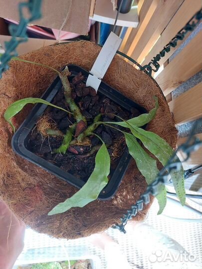 Lecanopteris sinuosa папоротник