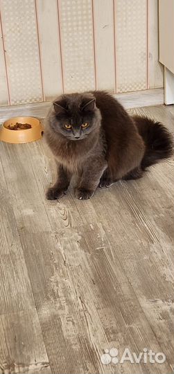 Отдам бесплатно кота и кошку