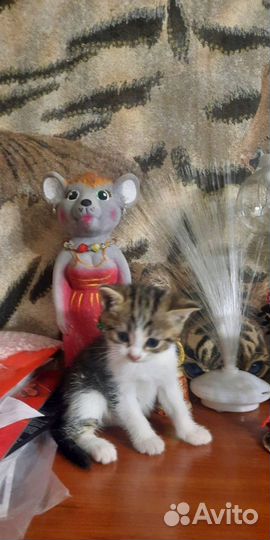 Британские котята