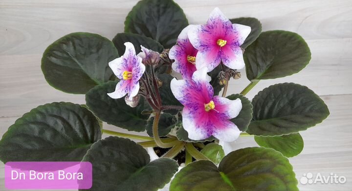 Фиалки листом