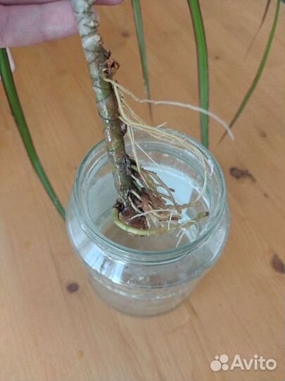 Пальма драцена