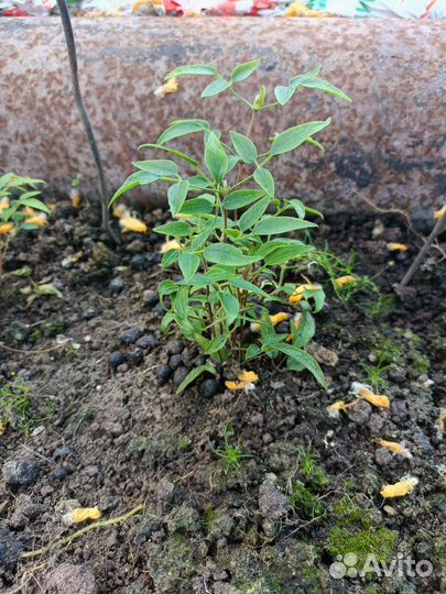 Саженцы клематиса