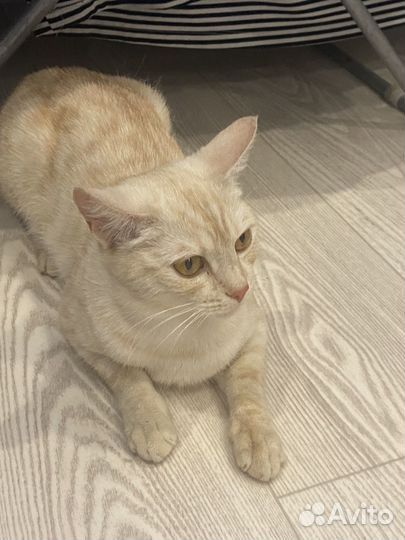 Красавица кошка