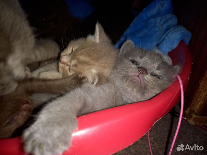 Британские котята