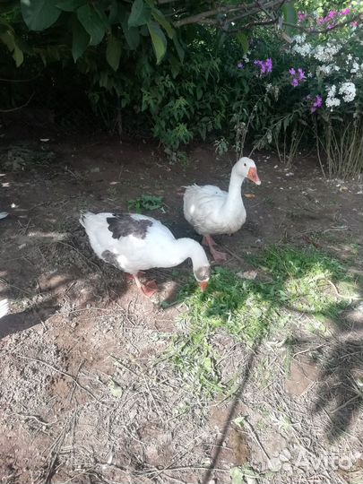Индоутки и гуси