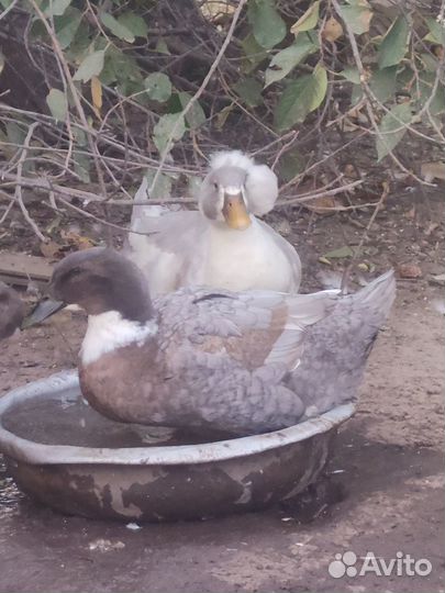 Продам селезня