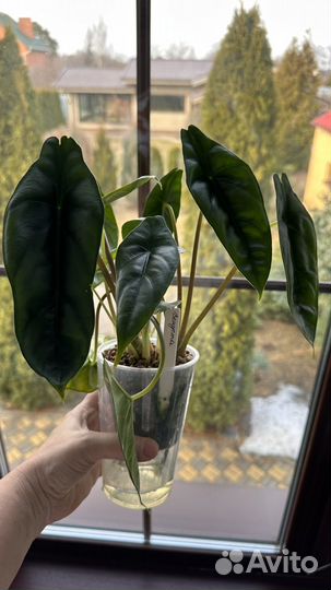 Алоказии Мишольца, Чантриери, Венуста, Лакиван