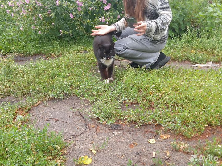 Кошка в добрые руки