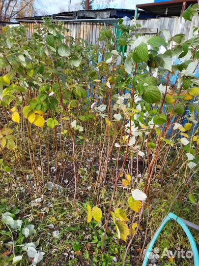 Саженцы малины