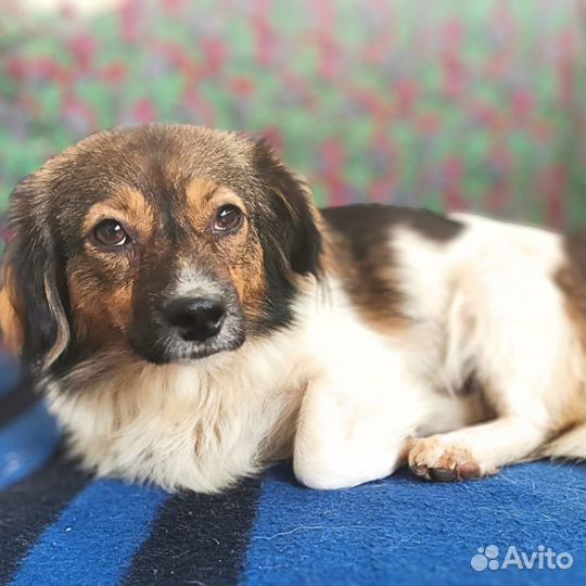 Боня ищет дом