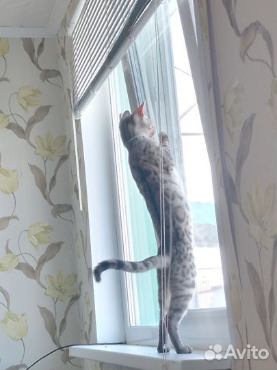 Бенгальский кот