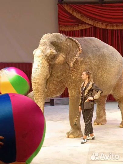 Цирк Уголок Дурова