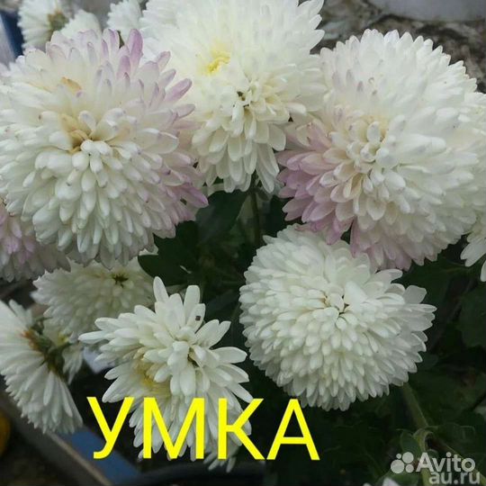 Хризантемы кусты и черенки