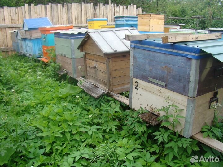 Продаю ульи для пчел
