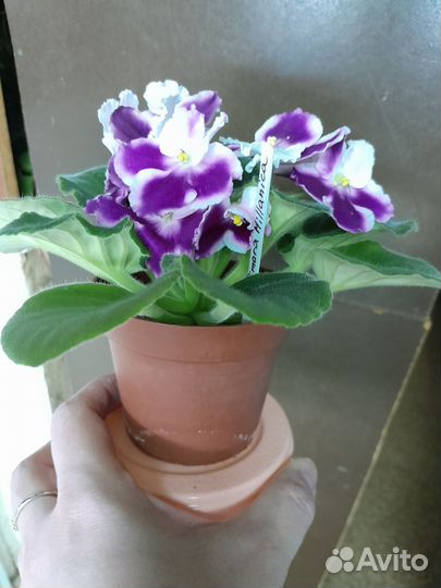 Фиалки сортовые