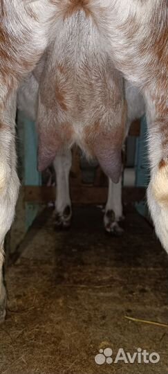 Коза и козлёнок англо-нубийская пород