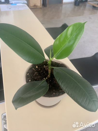 Фикус каучуконосный