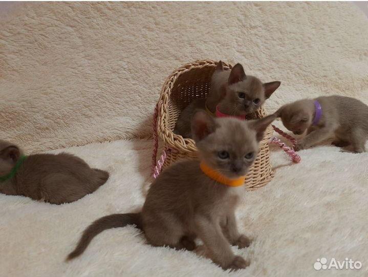 Котенок европейской бурмы