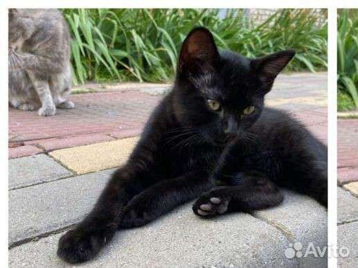 Кошки