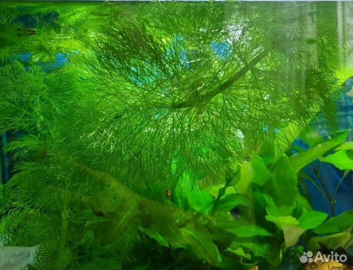 Аквариумные растения