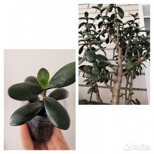 Герань душистая, толстянка, колерия