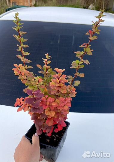 Барбарис Мiх