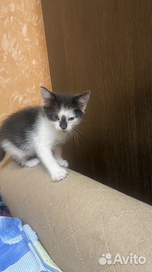 Британские котята бесплатно