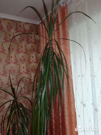 Пальма драцена