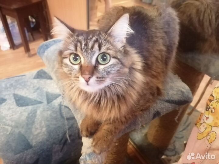 Передержка для кошек