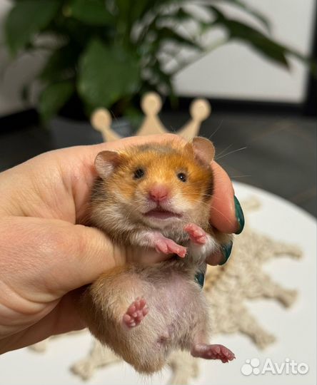 Хомячки сирийские выставочные