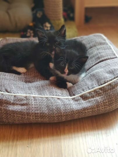 Очаровательные малыши в добрые руки