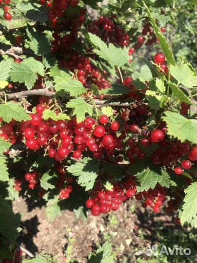 Смородина красная