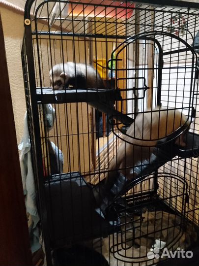 Хорек с клеткой