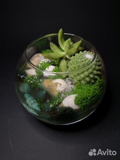 Флорариум с водоёмом и живыми растениями