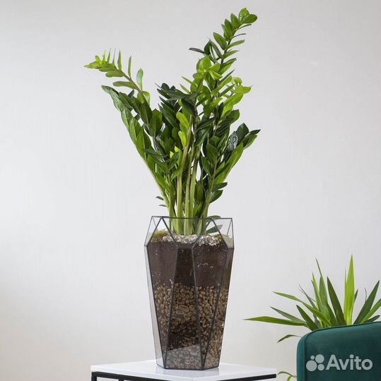 Комнатные цветы для дома, долларовое дерево