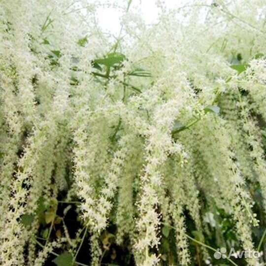 Буссенгольция анредера (ароматн.редкость) черенки