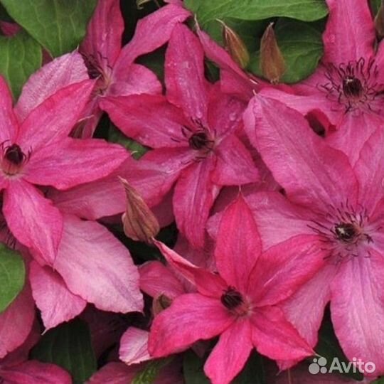 Продаются клематисы окс (открытая корневая )