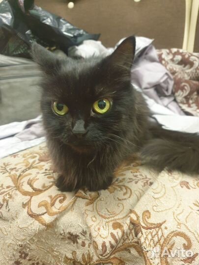 Кошка-компаньон