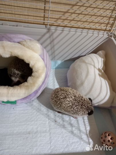 Карликовый африканский ёж девочка