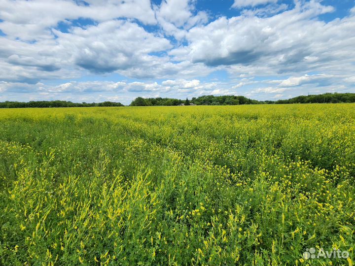 Мёд от правильных пчел - медосбор 2023г