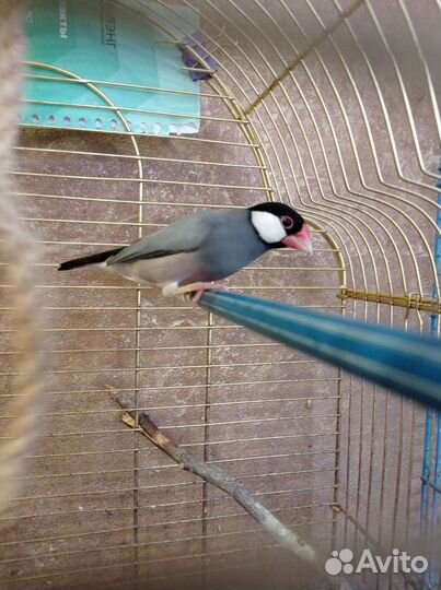 Попугай Боурка