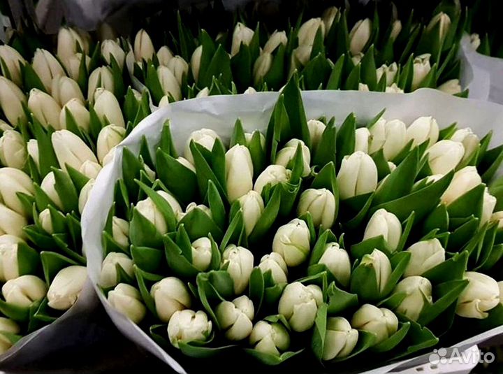 Тюльпаны оптом под заказ