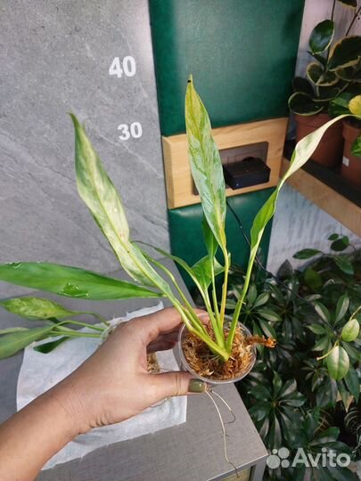 Спатифиллум Peace Lili вариегатный Тай