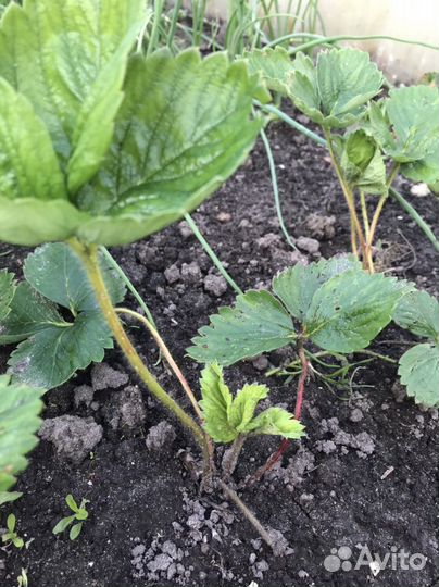 Рассада клубники