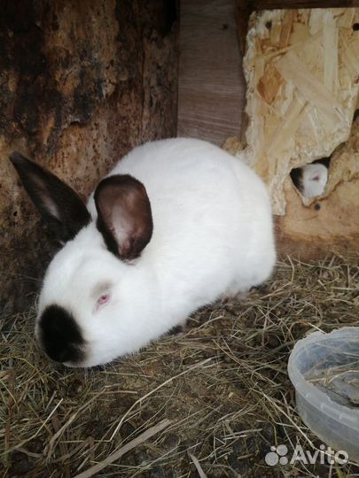 Калифорнийские кролики, самцы