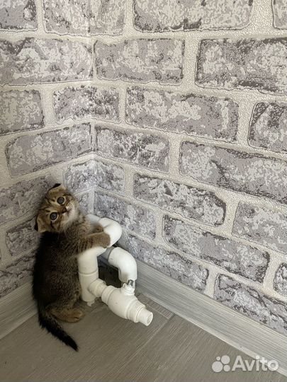 Отдам котят